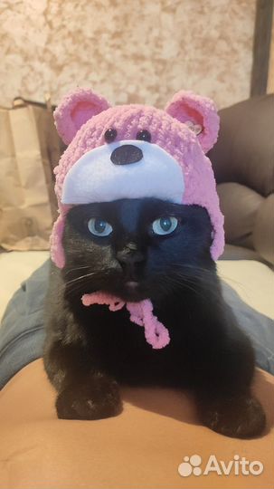 Усы кота и шиншиллы