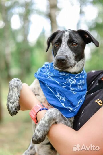 Щенок ищет семью