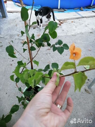 Бугенвилия