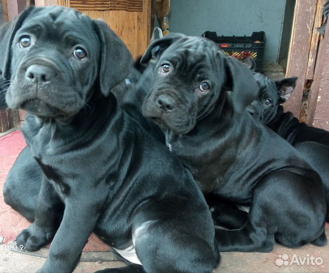 Щенки кане Корсо