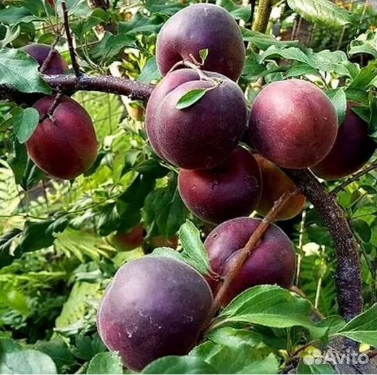 Саженцы Шарафуги, Мушмулы, клубники