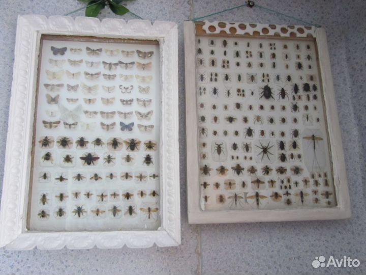 Большая коллекция насекомых