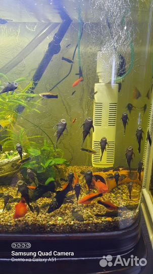 Аквариумные рыбки