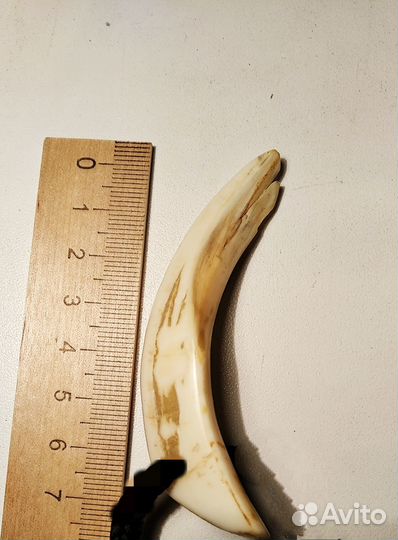 Клыки Кабана