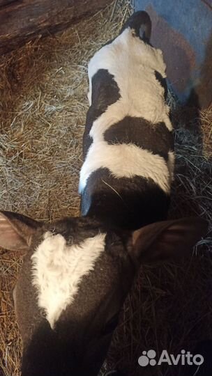 Бычок 12 дней