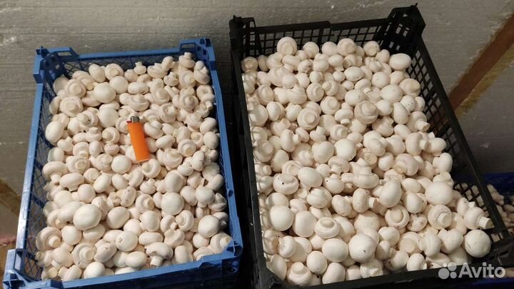 Шампиньоны