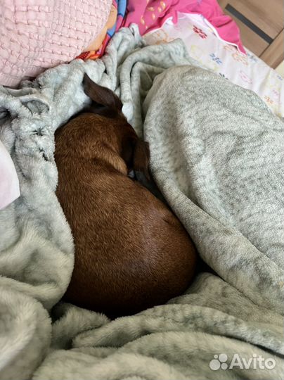 Передержка животных