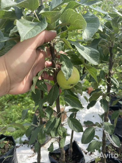 Саженцы Яблони колоновидной 1-2 года