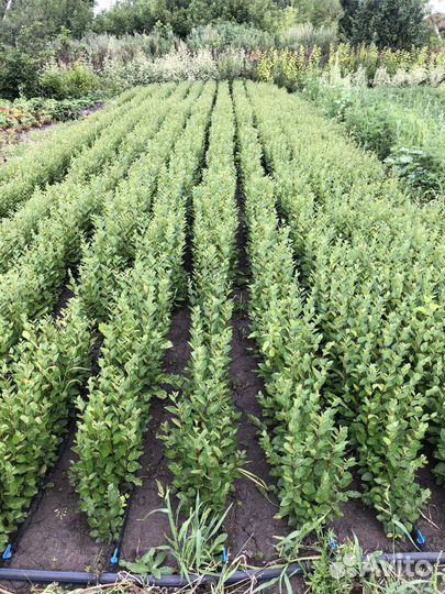 Сеянцы кизильника