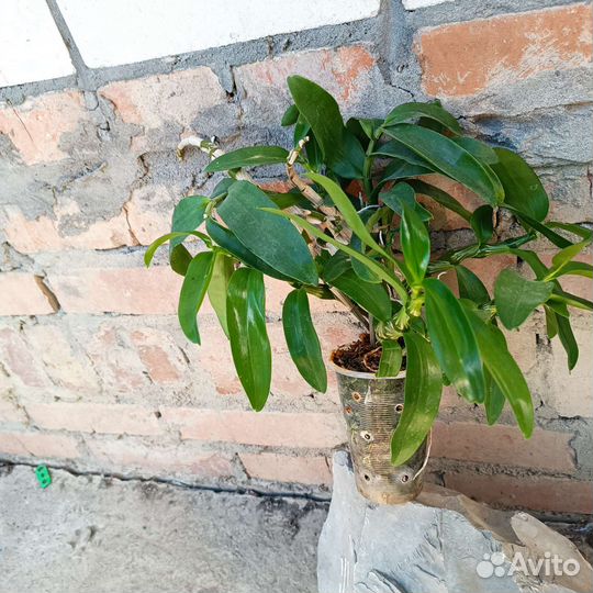 Дендробиум 2 вида