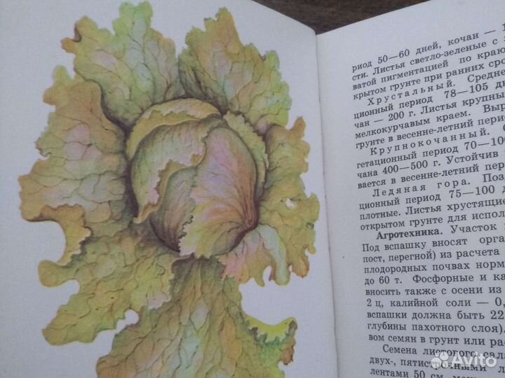 Зеленные и пряные овощные культуры юи Муханова