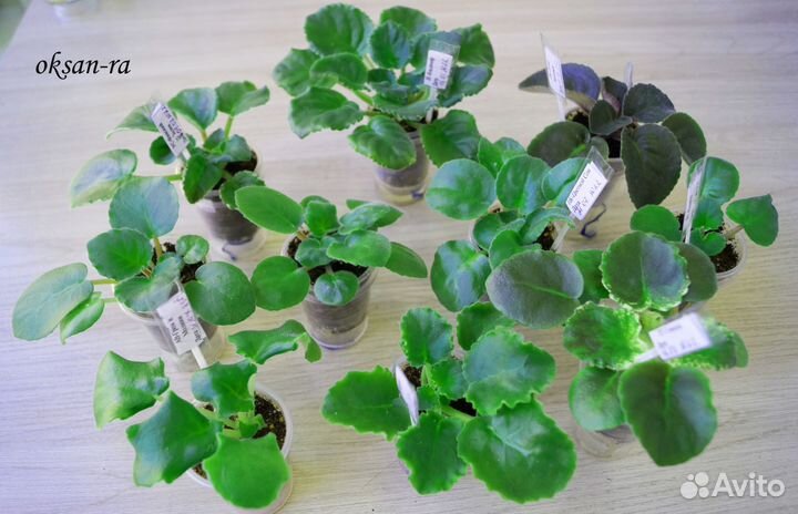 Набор деток и стартеров фиалок