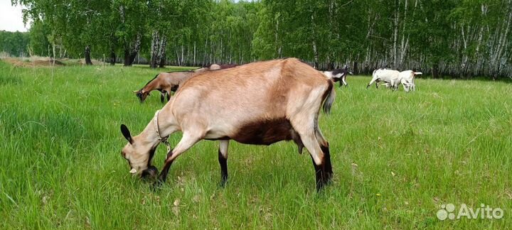 Козы дойные, козочки под покрытие