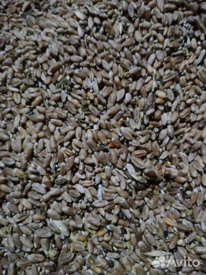 Зерно фураж отходы гречневые и семечки
