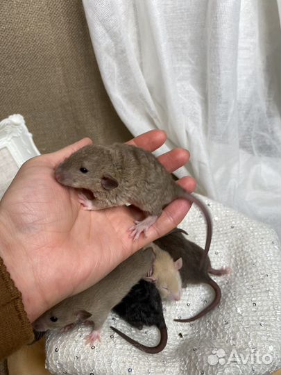 Крысята дамбо мальчики