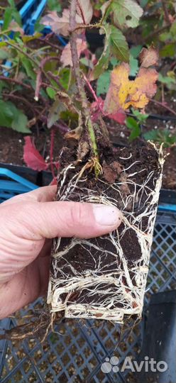 Саженцы бесшипной ежевики