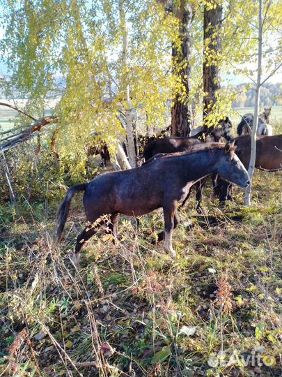 Орловской породы