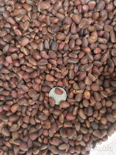 Орех кедровый