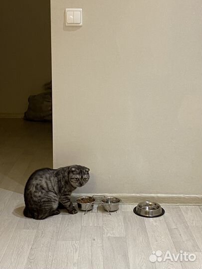 Шатланская кошка