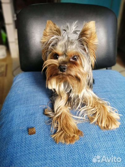 Йоркширский терьер щенки