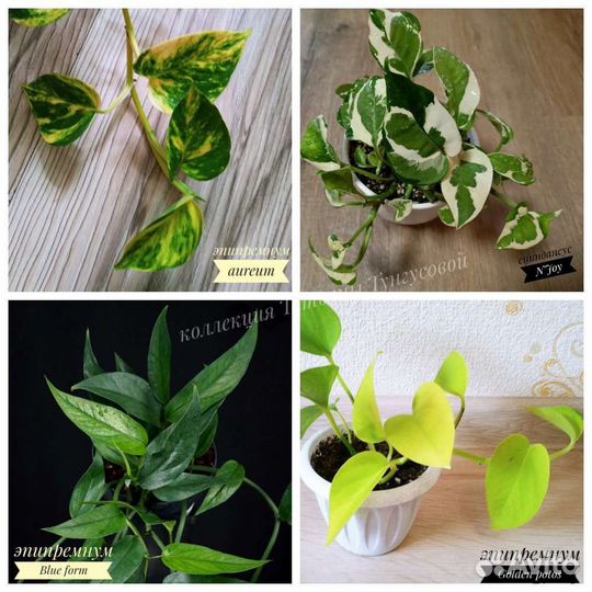 Эпипремнумы, сциндапсусы,хойи,сингониумы сортовые
