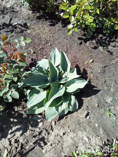 Хоста голубая