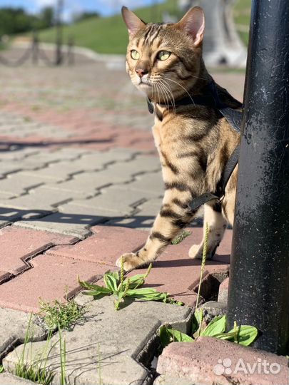 Бенгальский кот. Вязка