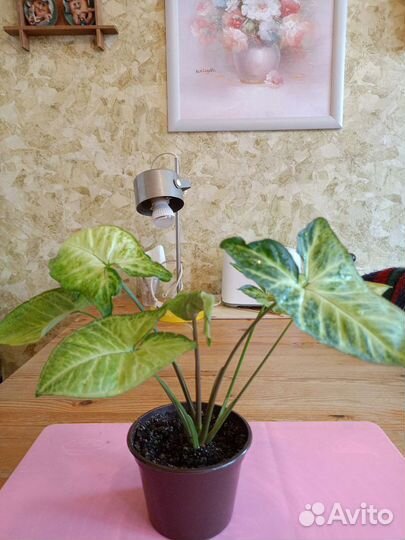 Сингониум сортовой Грин мутейшен