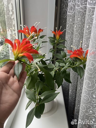 Продам комнатные растения