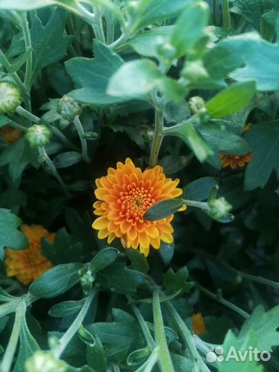 Хризантема мультифлора