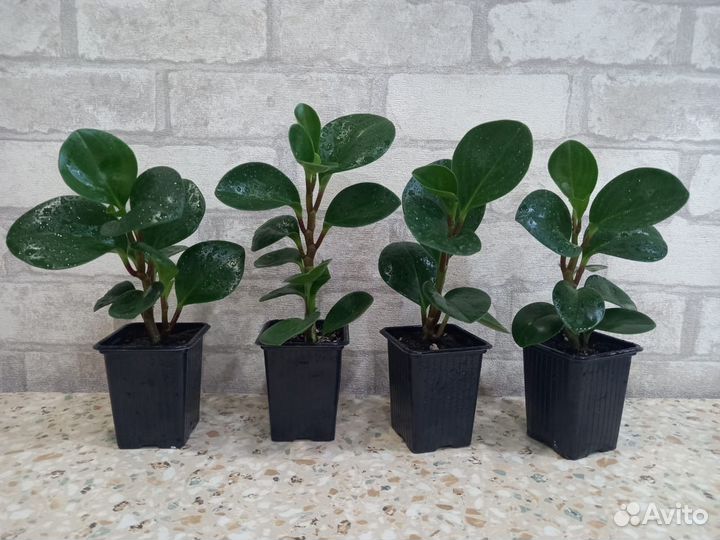 Пеперомия туполистная