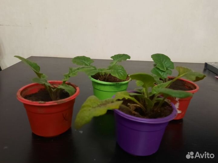 Комнатные цветы