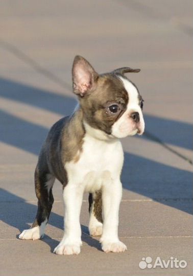 Мальчик бостон терьер