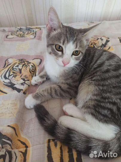 Кошка в дар