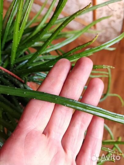 Рипсалис werckleii