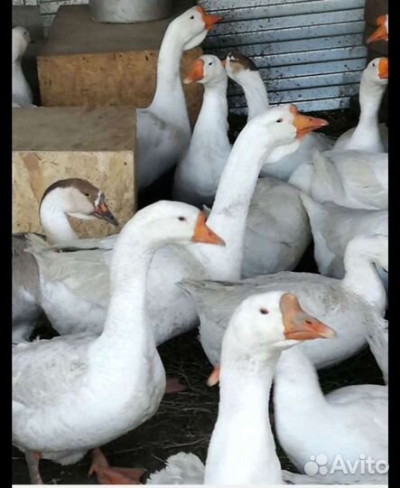 Свежее Мясо гуся гусиное мясо. копчёный гусь