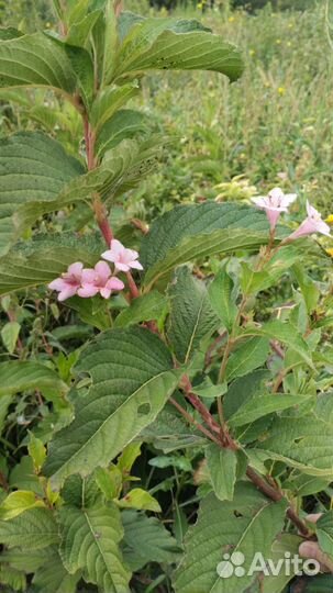 Саженцы вейгелы