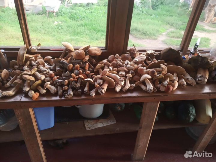 Красноголовики, Опята