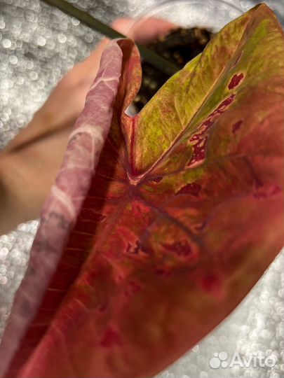 Каладиум тайский