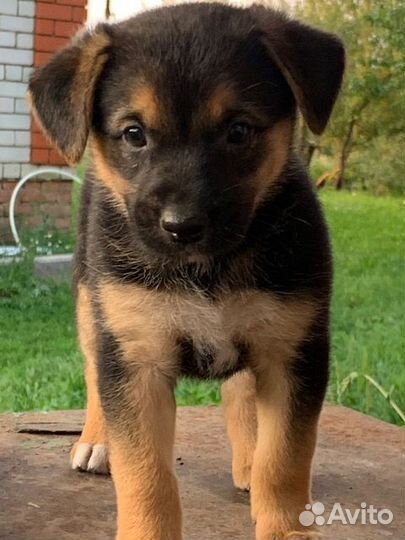 Отдам в добрые руки