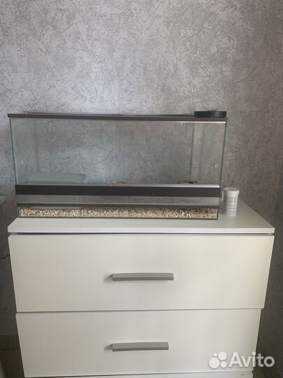 Эублефар с террариумом