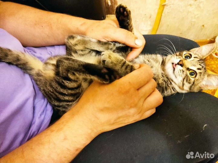 Котенок в добрые руки