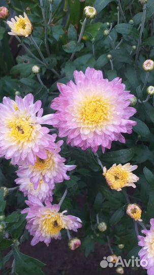 Хризантемы