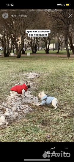 Шерстяной свитер для собаки