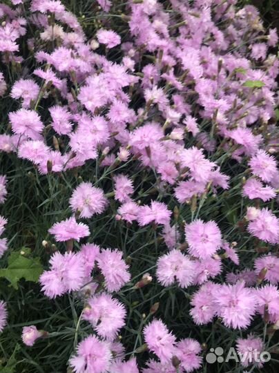 Гвоздика перистая