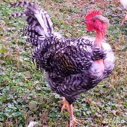 Продаются петушки голошейки возраст 3 месяца