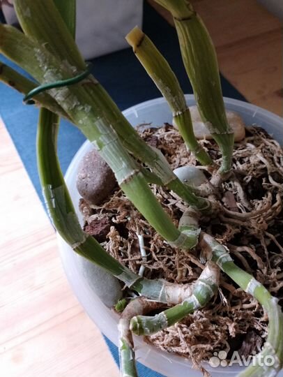 Орхидея каттлея