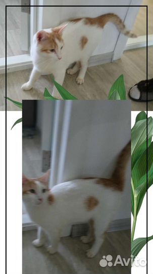 Котенку 8 месяцев