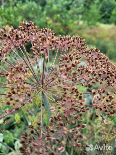 Семена укропа