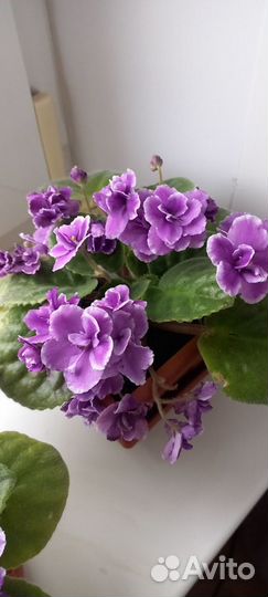 Фиалка Аманда Лир